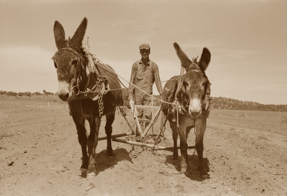 The author out plowing with his mules, Hugo and Tailwind